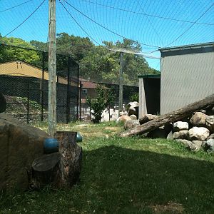 Mountain Lion-June 2012