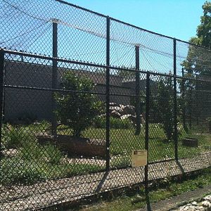 Mountain Lion-June 2012