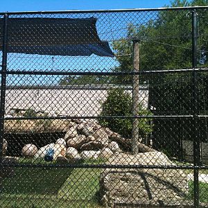 Mountain Lion-June 2012