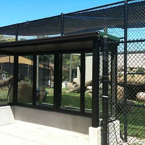 Mountain Lion Glass Viewing- June 2012