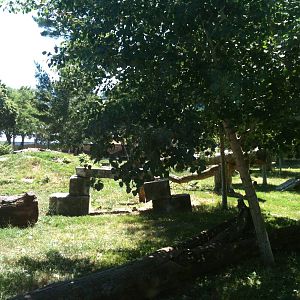 Gray Wolf Exhibit. June 2012