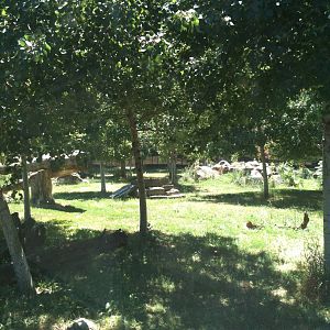 Gray Wolf Exhibit. June 2012