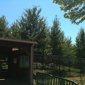 Gray Wolf Exhibit. June 2012