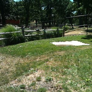 African Spurred Tortoise Yard. June 2012