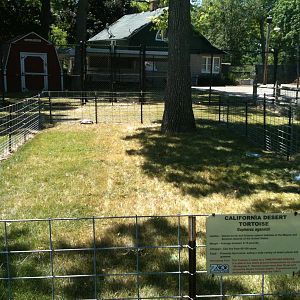 California Desert Tortoise. June 2012