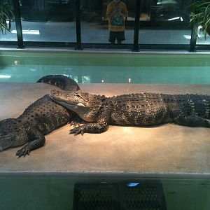 Alligator. June 2012