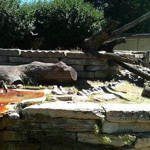 North American River Otter. June 2012