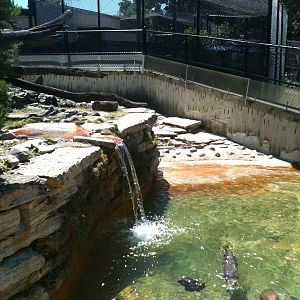North American River Otter. June 2012