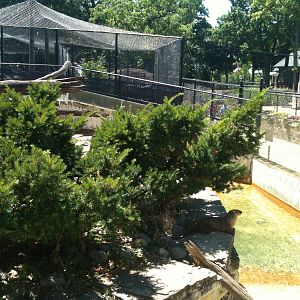 North American River Otter. June 2012