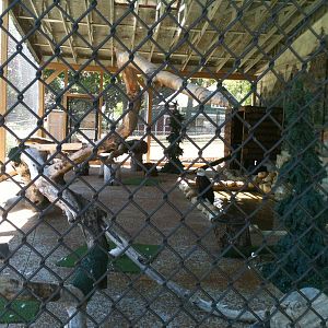 Bald Eagle and Turkey Vulture exhibit. June 2012.