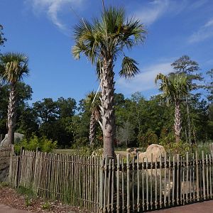Trails of Africa, corner of elephant yard