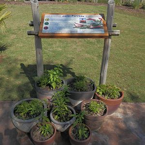 Chili peppers display