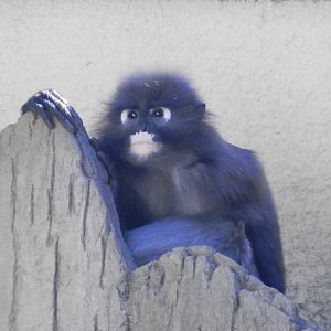 Spectacled Langur