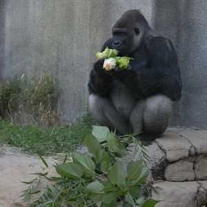 Gorilla