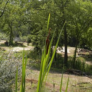 elephant yard looking from giraffe deck