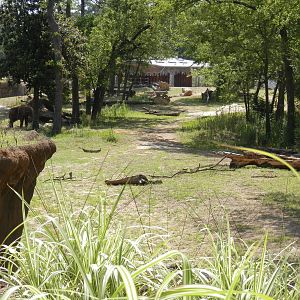 elephant yard looking from giraffe deck
