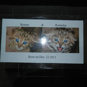 black-footed kittens