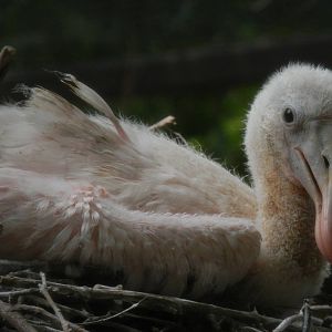Baby Roseate Spoonbill