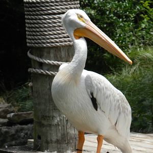 pelican