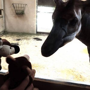 Okapi Enrichment (African Journey) 6-20-12