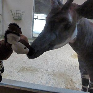 Okapi smooches (African Journey) 6-20-12