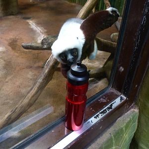Sifaka Enrichment (Chimpanzee Forest) 6-20-12