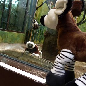 Sifaka Enrichment (Chimpanzee Forest) 6-20-12