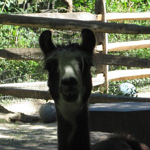 Jun. 2012-Llama