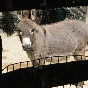 Jun. 2012-Miniature donkey
