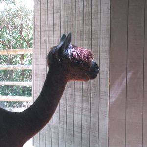 Jun. 2012-Alpaca