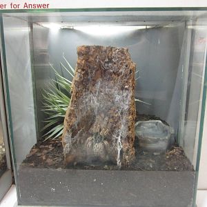 Jun. 2012-Togo Starburst Tarantula exhibit