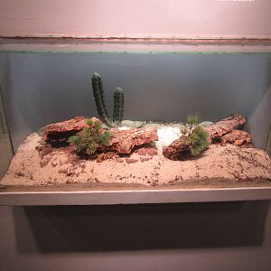Jun. 2012-Desert Hairy Scorpion exhibit