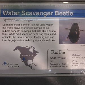 Jun. 2012-New Water beetle sign