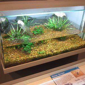 Jun. 2012-Water Strider tank