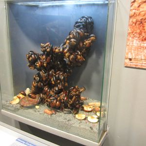 Jun. 2012-Madagascar hissing cockroach exhibit