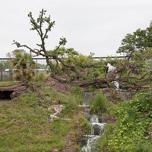 Spirit of the Jaguar Enclosure Changes - 26/06/2012