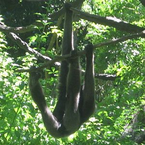 Jun. 2012-Mueller's Grey Gibbon