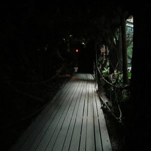 Jun. 2012-White-handed Gibbon Exhibit Viewing