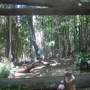 Jun. 2012-Congo Peafowl Aviary