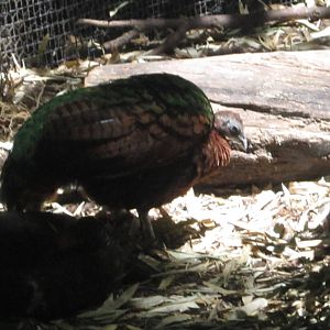 Jun. 2012-Congo Pefowls
