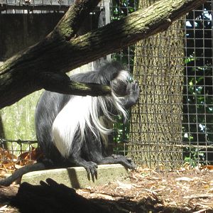 Jun. 2012-Angolan Colobus
