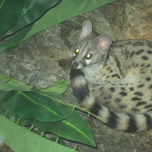 Jun. 2012-Large-spotted Genet