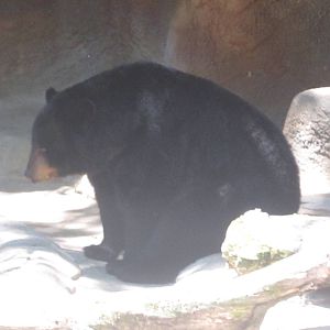 Jun. 2012-American Black Bear