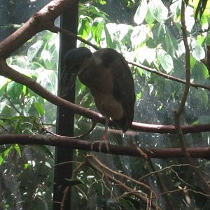 Jun. 2012-Boat-billed Heron