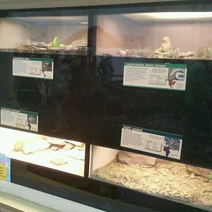Jun. 2012-Snake/Tortoise exhibits