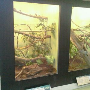 Jun. 2012-Green Tree Python/Blue Tree Monitor exhibits