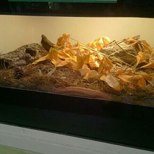Jun. 2012-New Everglades Rat Snake exhibit