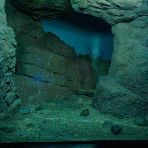 Jun. 2012-Aardwolf exhibit