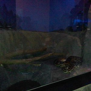 Jun. 2012-Burmese Python exhibit