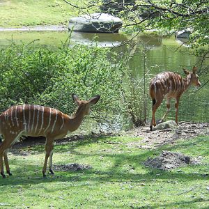Bronx Zoo- African Plains- Two Female N'yalas by the Pond